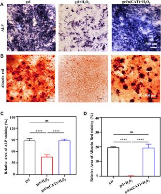 Functional chitosan gel coating enhances antimicrobial properties and osteogenesis of titanium alloy under persistent chronic inflammation